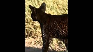 family animals video part1, Bird , Monkey , Dog , Cow , Tiger and Funny  animal Video