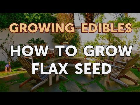 How To Grow Flax Seed Youtube
