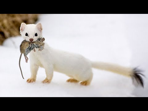 How long does a stoat live for?