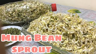 EASY TO GROW MUNG BEAN SPROUT IN JUST 3 DAYS | TOGUE