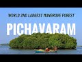 World’s Second Largest Pichavaram Mangrove Forest from Pondicherry Travel Guide |