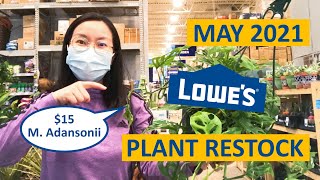 NEW Hanging Plants at Lowe’s May 2021! Lots of $15 Monstera Adansonii!