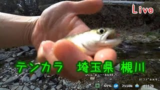 【テンカラLive】埼玉 槻川 渓流風【今年初ヤマメ】