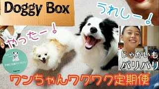 Doggy Box(ドギーボックス)無添加安心おやつを試食した息子／8月号を喜ぶボーダーコリーとポメラニアン