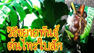 วิธีขยายพันธุ์ไทรใบสัก แบบง่ายแสนง่าย และประหยัดงบมากๆ #ไทรใบสัก #วิธีขยายพันธุ์ไทรใบสัก