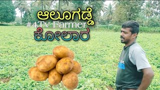 ಆಲೂಗಡ್ಡೆ  potato Farming || heavy rain || Kolar || #4Tv farmer