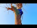 Cưa cây Còng khổng lồ khó ngã / Sawing a giant Trembesi tree that is difficult to fall | T775