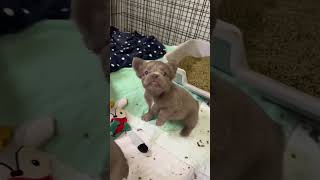 the cutest puppies #youtube #shorts #short #viral