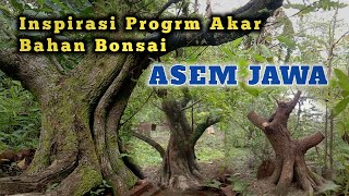 The inspiration for the root program of the Javanese tamarind bonsai material on the ground