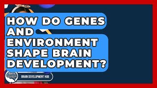How Do Genes And Environment Shape Brain Development? - Brain Development Hub