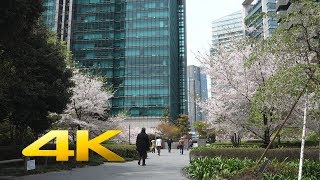 Cherry blossoms (Sakura) at Roppongi-itchome アークヒルズ・泉ガーデンの桜 (SONY RX100M4) 4K Ultra HD - TOKYO TRIP