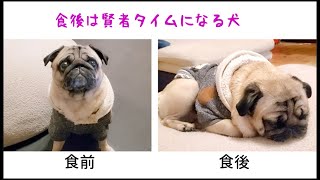 食前と食後でマンガのように豹変するパグ犬ぷぅPug