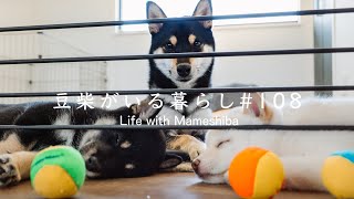 ボール遊びで疲れて爆睡する子犬たちがこちら