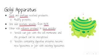 Golgi Apparatus