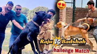 Hammad Pet House Ko Open Challenge