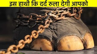 50 सालों तक हाथी को ज़ंजीरों से बाँधकर रखा था इस निर्दयी आदमी ने | SAD STORY OF ANIMALS