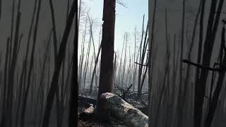 Kreminna - XX.04.2024. Azov Brigade In The Forests Of Kreminna.