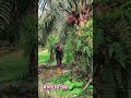 Malaysia palm plantation work #reelsviral #reelsfyp #reelsvideo #reelsfb #reelsvideos #reelsforyou