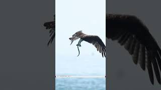 Crazy Osprey pulls out 2 needle fish and ride them through the sky like skis. #bird #wildlife