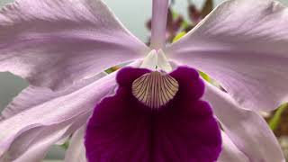 Orchid Fever || July ‘19 Summer Orchid Blooms