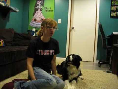 Train Your Dog to Not Lick Faces Train Your Dog to Not Lick Faces