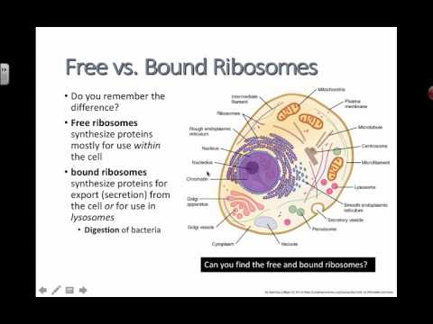 What is the difference between free and bound ribosomes?
