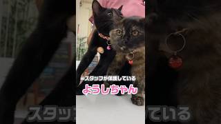 やっぱり抱っこ！！甘えん坊子猫たちのワクチンに密着#shorts #動物病院 #サビ猫