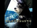 schnauzer雪納瑞【旺仔成長日記】旺仔喜歡兜風 8個月