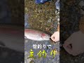 まさかの管釣りで・・・ shorts