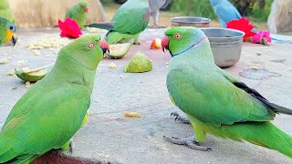 Talking Indian Ringneck Parrot Greeting Each Other