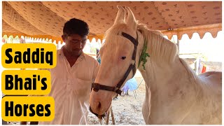 Saddiq Bhai’s Horses From Nagaur at Pushkar Mela 2021