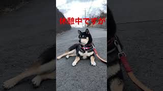 【柴犬】道路の真ん中で休憩する黒柴😅 #shibainu #柴犬 #黒柴