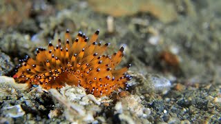 Stunning Sea Creature Found While on Dive in Indonesia || ViralHog