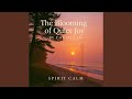 Stillness in Bloom