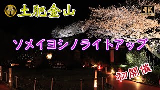 ４K【初開催ソメイヨシノライトアップ】春満開の土肥金山🌸