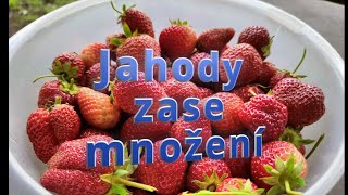 Jahody zase množení