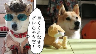 柴犬小春　【葛藤】仲間と『わけわけ』できるかな？ハロウィン企画！