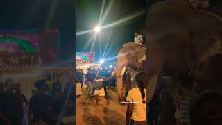 നടന്ന് വരുന്ന വരവ് കണ്ടോ//Thiruvanikkavu Rajopalan// #elephant #shorts