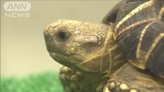 池袋の「サンシャイン水族館」元館長ら4人を書類送検　飼育数偽り管理費詐取か(2025年1月23日)