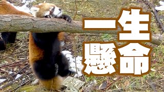 【円山動物園のレッサーパンダ】ホクト一生懸命　November 21 , 2014　Red Panda HOKUTO at Maruyama Zoo