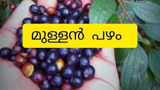 MULLAN PAZHAM | RARE FRUITS |RARE FRUIT TREES|...😍 മറന്നുപോയ മുള്ളൻ പഴം ഓർത്തെടുക്കാം😍😍.