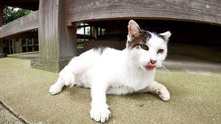 Cat living under the temple building