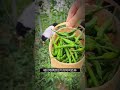 作物移栽以后 快速生根小妙招‼️ 种植 gardening 生根