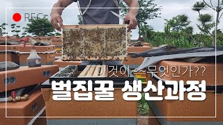 양봉 벌집꿀 생산 테스트 해보기(Beekeeping honeycomb production testing)