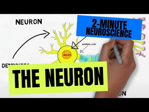 What is the function of a nerve cell?