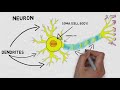 2-Minute Neuroscience The Neuron