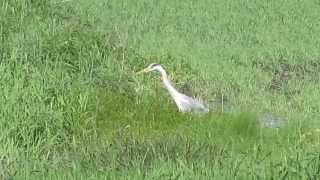 2013.06.02 Susitikimas su garniu / Meeting with the Grey Heron