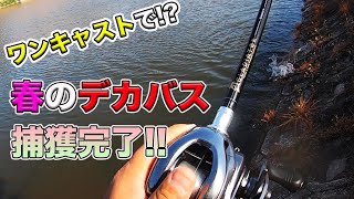 【バス釣り】春のラバージグでデカバス捕獲!!動かし方や使い方がハマったのかはわからない半日の流れを公開!!【ジグスト】【５０アップ】【レイドジャパン】