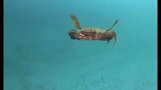 Crab goes to Vietnam and commits war crimes