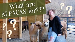 Why Start an Alpaca Farm? | Learn What You Can Do with ALPACAS